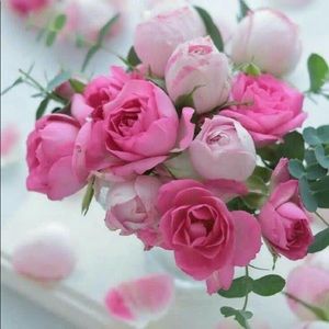 Meet your Posher, Janet